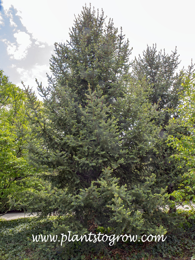 An image of the growth form of Meyers Blue Spruce. Note the ascending branches.